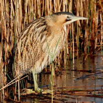 TheBittern