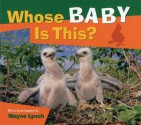 Whose Baby Is This? - Wayne Lynch