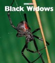 Black Widows - Peter Murray