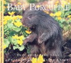 Baby Porcupine - Aubrey Lang, Wayne Lynch