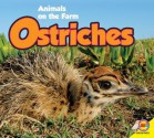 Ostriches - Anita Yasuda