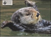 Otters Notecards [With Envelope] - Tom Leeson, Pat Leeson, Lisa Reid