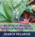 King of the Forest: An Acre of America Backyard Nature Series (Volume 3) - Sharon Delarose