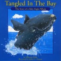 Tangled in the Bay: The Story of a Northern Right Whale Calf - Deborah Tobin, Jeffrey C. Domm