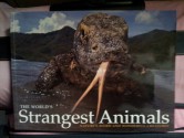 The World's Strangest Animals: Nature's Weird and Wonderful Creatures - Paula Hammond