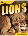 Lions (Animal Lives) - Sally Morgan