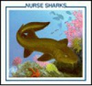 Nurse Sharks - Sarah Palmer, Libby Turner, Ernest Nicol