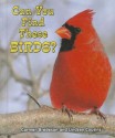 Can You Find These Birds? - Carmen Bredeson, Lindsey Cousins