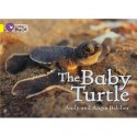 The Baby Turtles: Band 03/Yellow (Collins Big Cat) - Andy Belcher, Angie Belcher