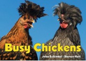 Busy Chickens - John Schindel, Steven Holt