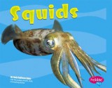 Squids - Jody Sullivan Rake, Gail Saunders-Smith, Debbie Nuzzolo