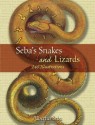 Seba's Snakes and Lizards: 240 Illustrations (Dover Pictorial Archive) - Albertus Seba