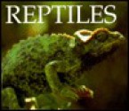 Reptiles - Jenny Markert