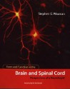 Form and Function in the Brain and Spinal Cord: Perspectives of a Neurologist - Stephen G. Waxman, W.I. McDonald