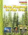 From Pinecone to Pine Tree - Ellen Weiss