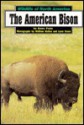 The American Bison - Steve Potts