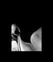 Ex Libris: Ralph Gibson Photographs - Ralph Gibson