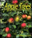 Apple Trees - Gail Saunders-Smith