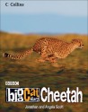 Big Cat Diary: Cheetah - Jonathan Scott, Angela Scott