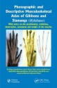 Photographic and Descriptive Musculoskeletal Atlas of Gibbons and Siamangs (Hylobates): With Notes on the Attachments, Variations, Innervation, Synonymy and Weight of the Muscles - Rui Diogo, Josep M. Potau, Juan F. Pastor, Felix J. dePaz, Eva M. Ferrero, Gaelle Bello, Mercedes Barbosa, M. Ashraf Aziz, Anne M. Burrows, Julia Arias-Martorell, Bernard A. Wood