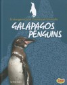 Galapagos Penguins (Snap) - Molly Kolpin