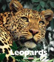 Leopards - Mary Ann McDonald