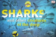 Sharks and Other Creatures of the Deep - Penny Smith