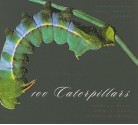 100 Caterpillars: Portraits from the Tropical Forests of Costa Rica - Jeffrey Miller, Winifred Hallwachs, Daniel Janzen