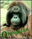 The Orangutan - Ruth Ashby