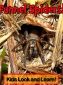 Australian Funnel Web Spiders! Learn About Australian Funnel Web Spiders and Enjoy Colorful Pictures - Look and Learn! (50+ Photos of Australian Funnel Web Spiders) - Becky Wolff