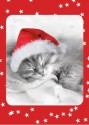 Fuzzy Christmas Kitten Boxed Holiday Cards - Sellers Publishing, Inc.