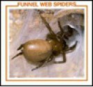 Funnel Web Spiders - Louise Martin