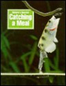 Catching a Meal - Paul Bennett