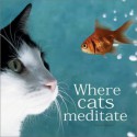 Where Cats Meditate - David Baird