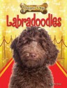 Labradoodles - Ruth Owen