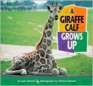 A Giraffe Calf Grows Up - Joan Hewett, Richard Hewett