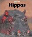 Hippos - Jenny Markert