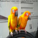 Feathered Frenzy! A Quick Guide to Adapting Birds into Your Life - Sherri Fulmer Moorer