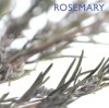 Rosemary (Little Kitchen Collection (Southwater)) - Southwater Publishing