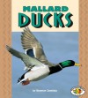 Mallard Ducks - Shannon Knudsen