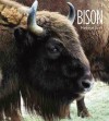 Bison - Melissa Gish