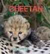 Cheetah. Text and Photographs by Suzi Eszterhas - Suzi Eszterhas