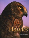 Hawks - Tom Warhol