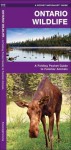 Ontario Wildlife: A Folding Pocket Guide to Familiar Species - James Kavanagh