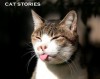 CAT STORIES (true stories about cats) - Steve Davis