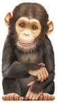 Little Chimp - L. Rigo