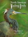 North American Wading Birds (Wildlife) - John Netherton