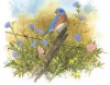 Four Seasons of Birds Keepsake Box - Julie Zickefoose