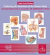 Interactions: Exploring the Functions of the Humanbody/Gas Exchange and PH Balance: The Respiratory 2.0 - Thomas Lancraft, Frances Frierson