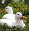 Choosing And Keeping Ducks And Geese - Liz Wright